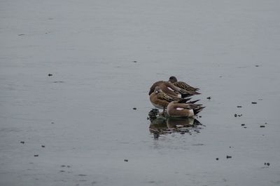 Duck swimming on lake