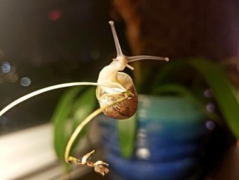 Close-up of snail