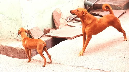 Dog playing with sand