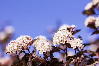 Close-up of purple flowering plant