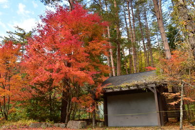 Trees by plants in forest during autumn