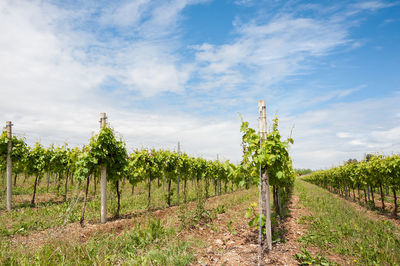 Vineyard against sky