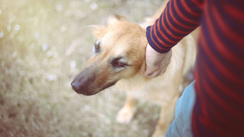 Loyal dog close to male pet owner outdoors