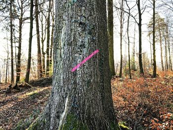 Plants growing on land in forest