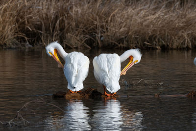 Swans on a lake