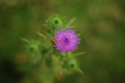 Close-up of insect on purple thistle flower