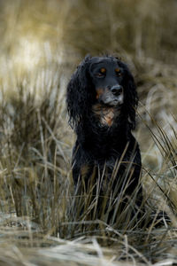 Black dog looking away