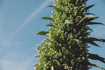 Low angle view of plants against sky