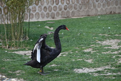 Black swan in the field