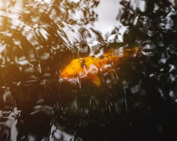 Close-up of a turtle in lake