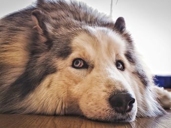 Close-up portrait of a dog