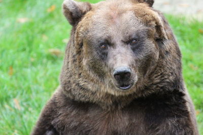 Close-up portrait of a bear