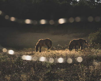 Horses on field