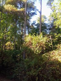 Low angle view of trees in forest against sky