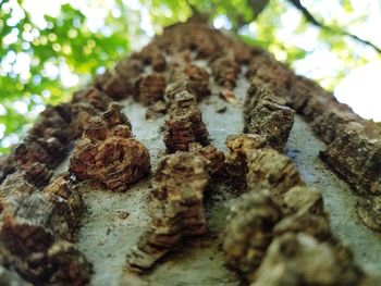 Close-up of tree trunk