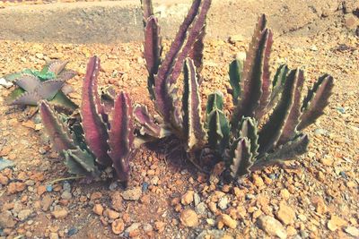 Close-up of cactus