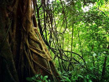 tree