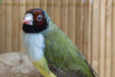 A green gouldian finch.  on bamboo background.