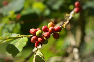 Close-up of red berries growing on tree