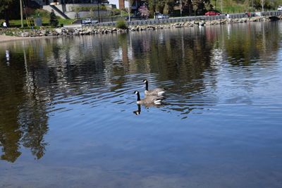 Swan swimming in lake