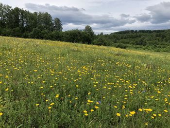 Scenic view of grassy field against cloudy sky