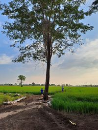 tree