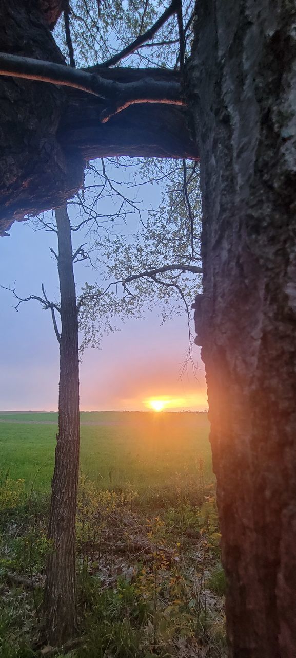 TREES ON FIELD AGAINST SKY AT SUNSET