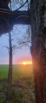 Trees on field against sky during sunset