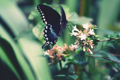 Close-up of butterfly on flower