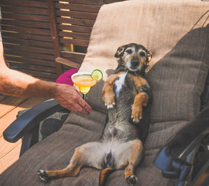 Cropped hand holding drink while dog resting on lounge chair