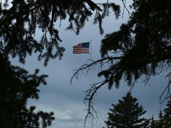Low angle view of trees against sky