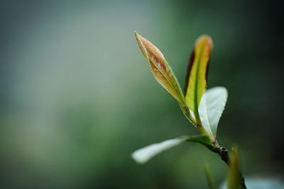 Close-up of flower buds