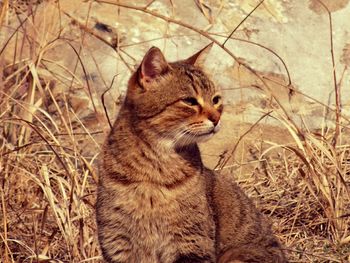 Cat sitting outdoors