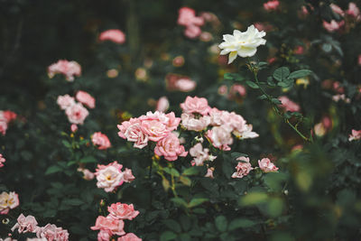 Close-up of pink flowering plants