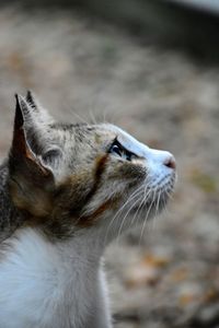 Close-up of a cat looking away