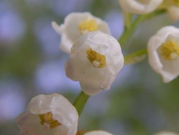 Close-up of white flower blooming