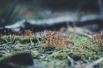 Close-up of plant growing on field