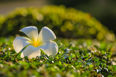 Close-up of white flowering plant