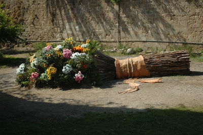 Potted plants on wooden log