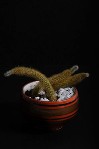 Close-up of potted plant against black background