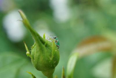 Close-up of insect on leaf
