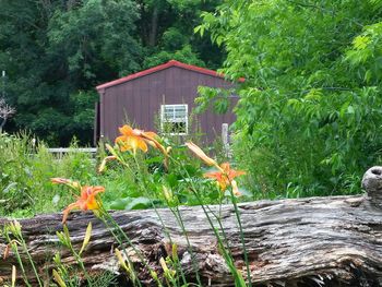 Plants growing on a tree