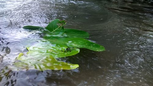 High angle view of plants in lake