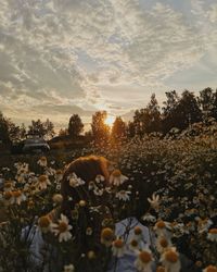 Scenic view of flowering plants on field against sky during sunset