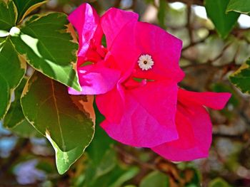 Close-up of pink flower