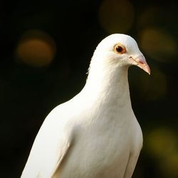 Close-up of seagull