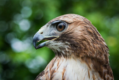 Close-up of eagle looking away