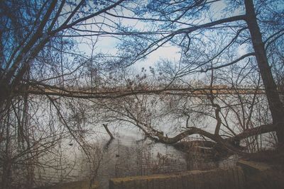 Bare trees in forest during winter