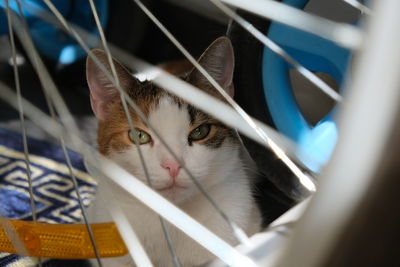 Close-up portrait of a cat