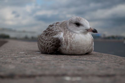 Close-up of seagull